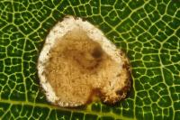 Incurvaria pectinea