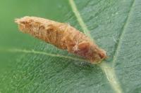 Coleophora serratella