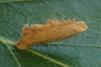 Coleophora serratella