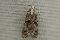 Phtheochroa rugosana