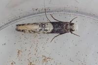Trichophaga tapetzella