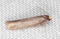 Agnoea