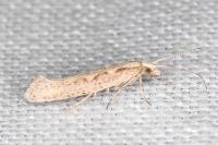 Plutella xylostella