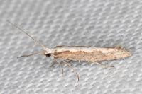 Plutella xylostella