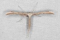 Emmelina monodactyla