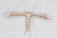 Emmelina monodactyla
