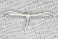 Pterophorus pentadactylus
