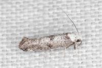 Paraswammerdamia albicapitella