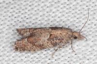 Acroclita subsequana