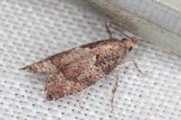 Acroclita subsequana