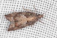 Acroclita subsequana
