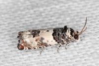 Epinotia thapsiana