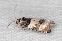 Epinotia thapsiana