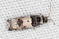 Epinotia thapsiana