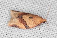 Clepsis consimilana