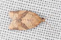 Clepsis consimilana
