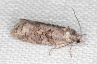 Cnephasia
