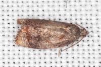 Ditula angustiorana