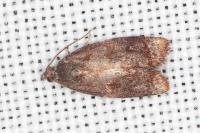 Ditula angustiorana