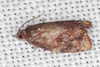 Ditula angustiorana
