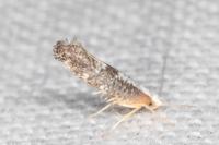 Argyresthia spinosella