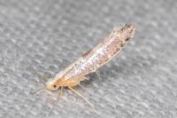 Argyresthia spinosella