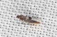 Argyresthia spinosella
