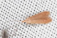Coleophora
