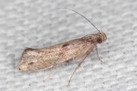 Acrolepiopsis
