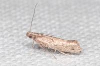 Acrolepiopsis