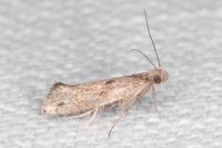 Acrolepiopsis