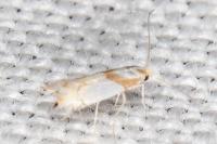 Phyllonorycter roboris