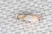 Phyllonorycter roboris