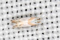 Phyllonorycter roboris