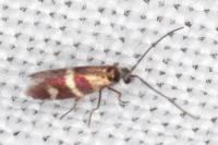 Micropterix aglaella