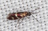 Micropterix aglaella