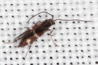 Micropterix aglaella