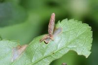 Coleophora