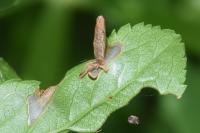 Coleophora