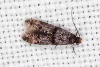 Stenoptinea cyaneimarmorella