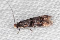 Stenoptinea cyaneimarmorella