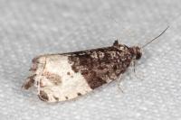 Hedya pruniana