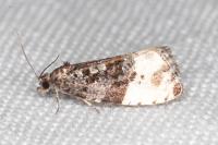 Hedya pruniana
