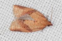 Clepsis consimilana