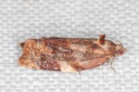 Ditula angustiorana
