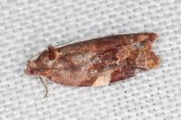 Ditula angustiorana