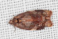 Ditula angustiorana