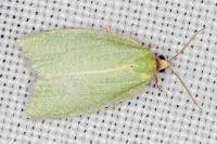 Tortrix viridana
