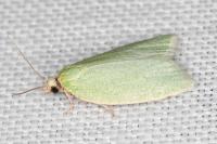 Tortrix viridana
