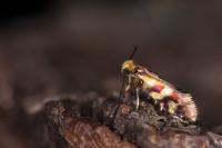 Micropterix tunbergella